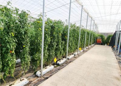 Cultivo hidropónico tomate