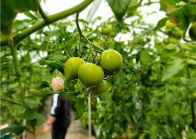 Cultivo tomate